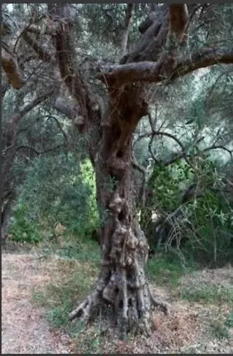 Antico Borgo - A Due Passi Dalle Gole Alcantara Motta Camastra